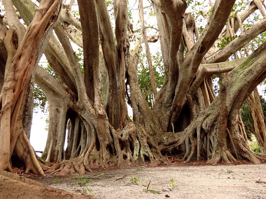 banyan tree in Sarasota, Florida photo by Christa Thompson 2013