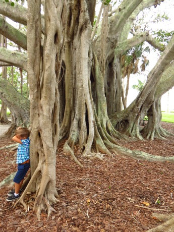 Great for hide and seek! Banyan tree in Sarasota, FL by Christa Thompson