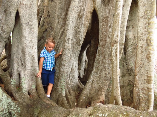 My son horsing around a banyan tree in Sarasota, Florida photo by Christa Thompson 2013