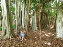 one single banyan tree in Sarasota, FL by Christa Thompson